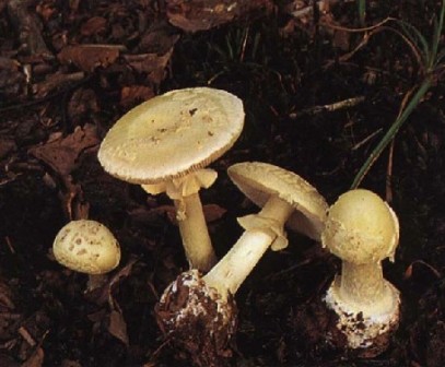    - Amanita citrina